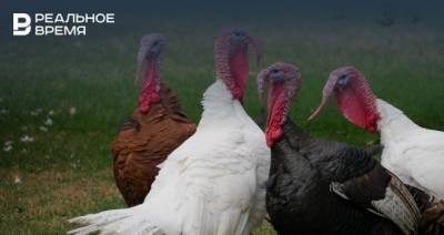 На птицефабрике в Зеленодольском районе Татарстана выявили птичий грипп