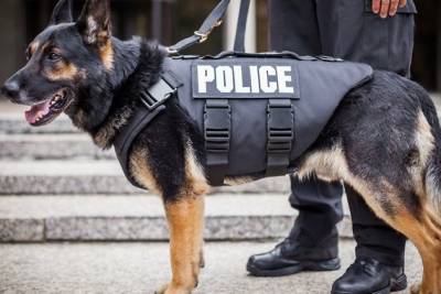 Служебный пёс помог найти похитившего две магнитолы, запаску и чехлы из машины читинца