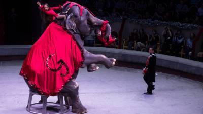 Правительство обеспечит господдержку циркам и зоопаркам