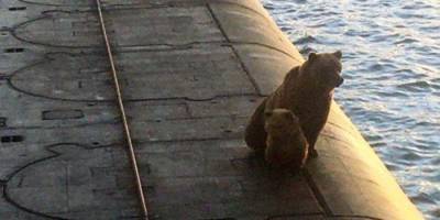 В России застрелили медведицу с медвежонком, которые вылезли на атомную подлодку