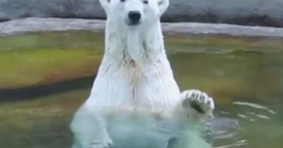 Белая медведица из Московского зоопарка умерла перед юбилеем