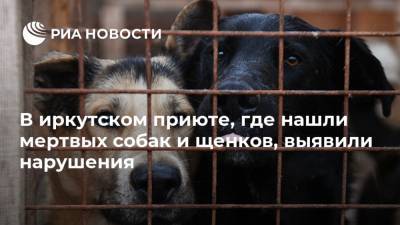 В иркутском приюте, где нашли мертвых собак и щенков, выявили нарушения