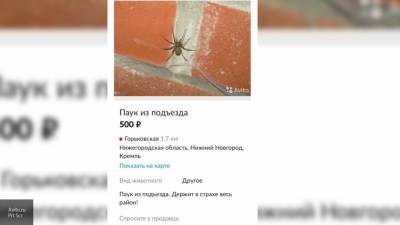 Нижегородец выставил на продажу "паука-авторитета"