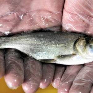 В Запорожье коммунальное предприятие выпустило в Днепр 3 тонны рыбы