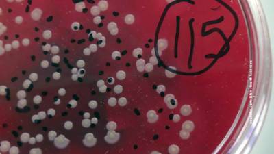 Почему антибиотики бесполезны и даже опасны при коронавирусе