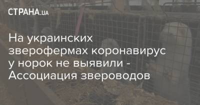 На украинских зверофермах коронавирус у норок не выявили - Ассоциация звероводов