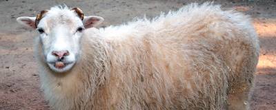 На Алтае обнаружили останки самых древних домашних овец