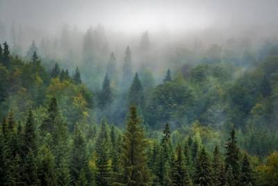 В Удмуртии лесоустроительные работы завершены на 47%