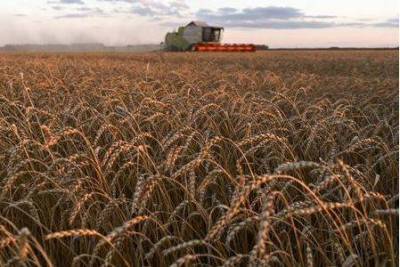 Экспортные цены пшеницы РФ подросли на прошлой неделе