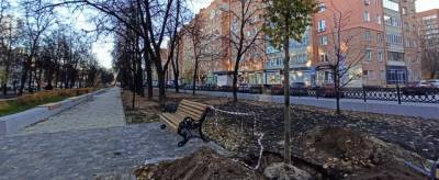 В Звездинском сквере Нижнего Новгорода высадили 16 взрослых лип