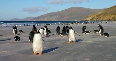 Оказалось, что субантарктический пингвин — это 4 разных вида