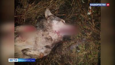 Волк напал на троих жителей башкирской деревни