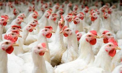 Украина за 10 мес. увеличила экспорт мяса птицы на 7,7%, импорт - снизила на 16,3%