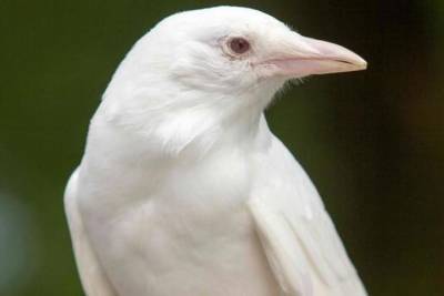 Ворону-альбиноса увидели в Авдотьино
