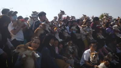 Триста корги собрали на тематическую вечеринку в Шанхае.