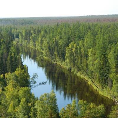 Путин поручил разработать и утвердить новую стратегию развития лесного комплекса