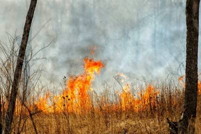 В Тереньгульском районе по вине должностных лиц произошёл крупный лесной пожар