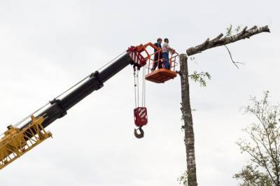Сухое дерево едва не рухнуло на провода в Воронеже