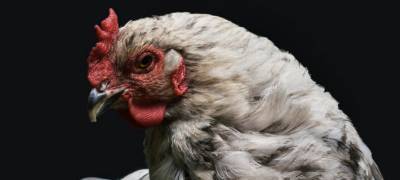 Названы опасные для здоровья части курицы