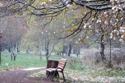 Заморозки текущей осени в Москве стали самыми поздними за всю историю наблюдений