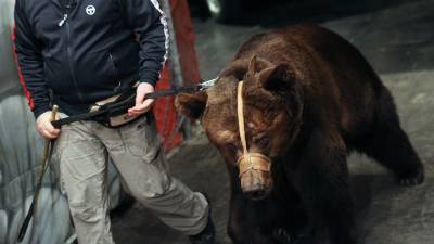 Кабмин направит 238 млн рублей на содержание животных частных цирков и зоопарков