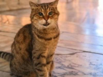 В Стамбуле умерла кошка-знаменитость: всю жизнь провела в соборе Святой Софии