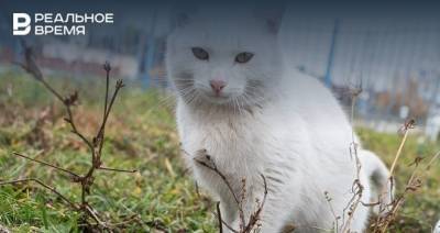 В Татарстане спасатели призвали водителей позаботиться о бездомных кошках