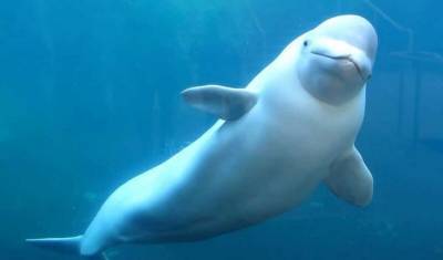 И море не спасет: дельфины и тюлени тоже могут стать жертвами ковида