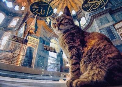 Почему кошка Гли стала известной хранительницей Айя-Софии в Турции
