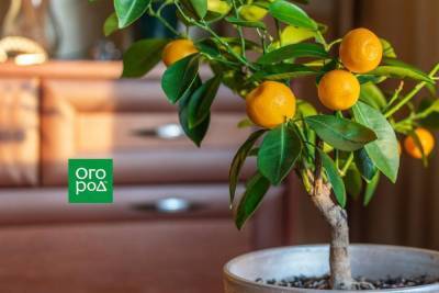 Мандарин, лимон, кумкват – как не загубить цитрусовые на окне зимой?