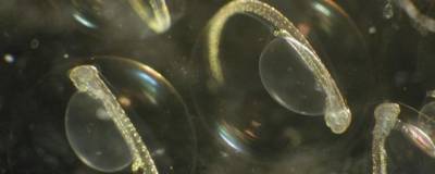 Обнаружен новый вид планктона у побережья Пуэрто-Рико