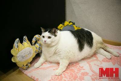 «Перышко весит почти 20 кг». История о самом большом коте в Беларуси