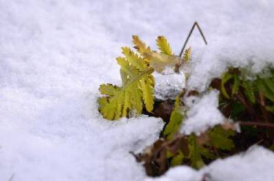 Погода 1 декабря: В Украине будет солнечно и снежно