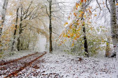 Мокрый снег и порывистый ветер: синоптики рассказали, какой будет погода в Украине в первый день зимы