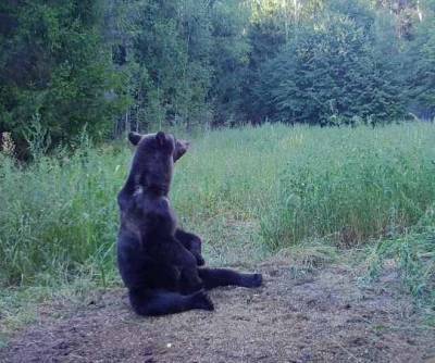 Сезон охоты на бурого медведя закрылся в Нижегородской области