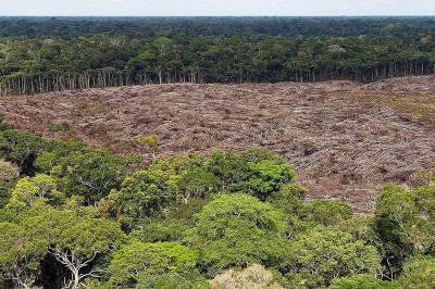 Масштабы вырубки лесов в бразильской Амазонии достигли максимума за 12 лет