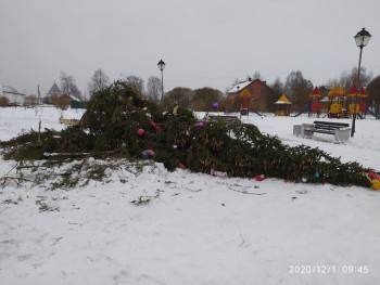 Город "пьяных" елок: в Вологде вновь упало новогоднее дерево