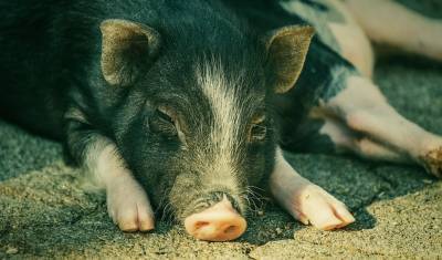 В омском хозяйстве, где выявлена АЧС, свиней кормили отходами из ковид-госпиталя