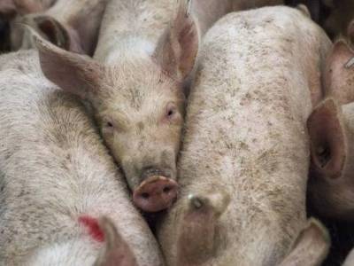 В Омской области свиньи, которых кормили помоями из ковидной больницы, заразились чумой