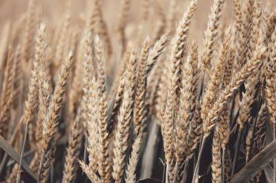 Австралия соберет второй по величине урожай пшеницы