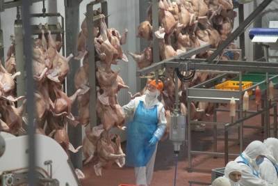 Более полумиллиона тонн мяса произведено в Тамбовской области за 10 месяцев