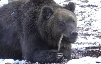 В Галицком лесу медведи залегают в зимнюю спячку