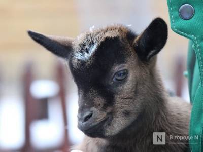 Поголовье овец и коз выросло на 11% за 2020 год в Нижегородской области