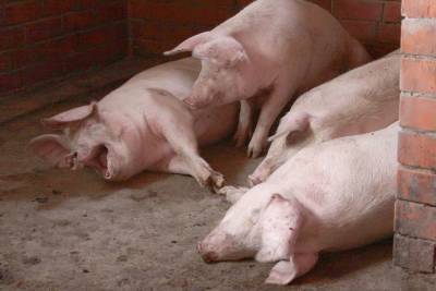 Под Омском свиней кормили остатками пищи из коронавирусной больницы