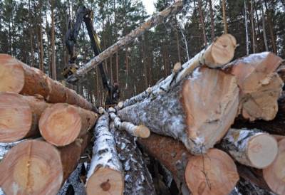 Дело о незаконных рубках леса почти на 1 млрд руб. завели на чиновников в Приморье