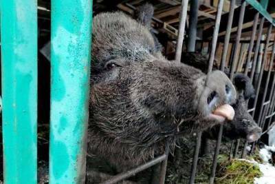 В Смоленской области дикая кабаниха водит дружбу с домашней свиньей