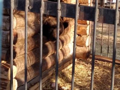 В Башкирии охотники разбудили спящего в берлоге медведя