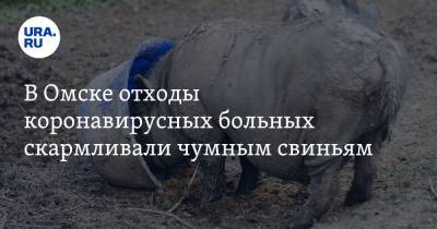 В Омске отходы коронавирусных больных скармливали чумным свиньям