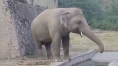 Урал принял участие в спасении слона из зоопарка Исламабада