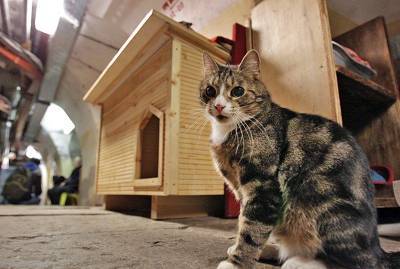 Французский меценат включил эрмитажных котов в свое завещание